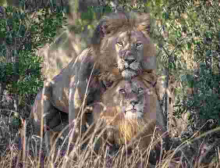 Kenya Film Classification Board Boss Ezekiel Mutua Reacts to 'Gay' Lions Spotted in Maasai Mara