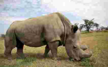 World's Last White Male Northern Rhino, Sudan Dies in Kenya Aged 45