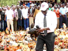 'Hustler' DP William Ruto Returns to Kambi Ya Kuku Where He Once Sold Chicken to Motorists, Launches Chicken Auction