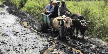 Ireland Envoy to Kenya Vincent O’Neill Wows Kenyans after Riding Ox-Drawn Mkokoteni to a Makueni School 