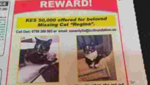 Nairobi Man Offers Sh50,000 Cash Reward in an Advert for His Missing Cat
