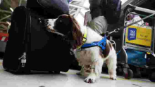 Kenya Acquires Narcotics Sniffer Dogs for JKIA Ahead of Nonstop Flights to the US