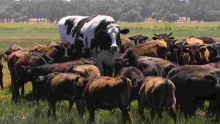 Meet Knickers, the Giant Australian Cow Who Has Fascinated Global Internet Users