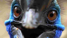 Man Killed by 'World's Deadliest Bird' He Kept as Pet in His Backyard