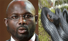 Liberia President George Weah Forced to Work from Home as Snakes Invade His Office