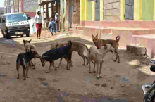 Governor Mike Sonko's Gov't to Spend Sh100 Million to Eliminate Stray Dogs in Nairobi