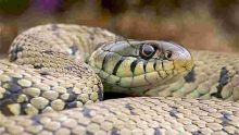 Nigerian MPs Scamper for Safety as Huge Snake Invades Parliament