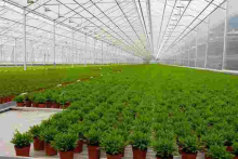 US Marijuana Company Bangi Inc. Seeks Listing on Nairobi Securities Exchange