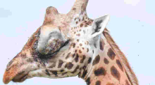 Kenyan Officials Swing into Action after Public Outcry over Giraffe with Huge Eye Tumor