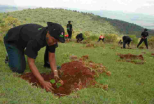 Safaricom Pledges to Plant Five Million Trees