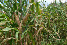 Drunken Sex at Maize Plantation Turns Tragic as Kenyan Man Collapses, Dies