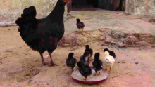 Bizarre: Chicken Startles 6-Month-Old Baby to Death in Kenya