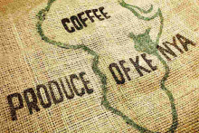 US Loses its Place as Largest Buyer of Kenya's Specialty Coffee