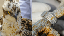 Migratory Bird That Flew 6,900Km from Finland to Kenya Dies in Nairobi