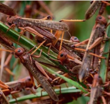 Locust Invasion is God’s Punishment on Kenya over Homosexuality, Kikuyu Elders Say