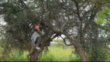 [VIDEO] Pastor James Ng'ang'a Prays on Top of Tree in the Wilderness 