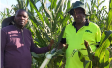 Meet Paul Irungu, a Kenyan-Born Man Making a Fortune from Growing and Selling Maize in Australia