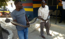 Kenyan Man Busted Trafficking Python Fined Sh2 Million Or Else Serve a Two-Year Prison Term