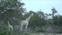 World’s Only Female White Giraffe, Calf Killed by Poachers in Kenya