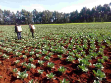 Ruto Denies Working on His Cabbage Farm as Uhuru Fights Covid-19