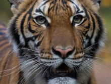 Tiger Tests Positive for Coronavirus in the US 
