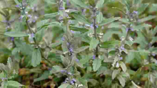 Kenyan Scientists Test Efficacy of Popular Herb 'Wanjiru wa Rurii' in Treating Covid-19