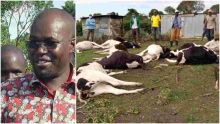 MP Johanna Ngeno Loses over Sh4 Million After 22 Cows Consume Imported Poisonous Feeds, Die 