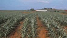 US Offers to Build Sh3 Billion Hospital on Murang'a Land Ceded By Del Monte