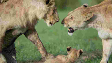 Kenyans Angered by KWS for Implanting Contraceptives on Lionesses