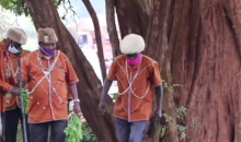 Kikuyu Elders Beg Trees to Accept Being Cut to Pave Way for Road Construction