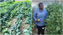 Kenyan Woman Reaps Big from Farming Vegetables Such as 'Managu' is the US