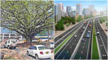 KeNHA to Transplant Westlands’ Iconic Fig Tree to Pave Way for Nairobi Expressway