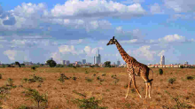 Kenya Named Africa's Leading Tourist Destination by World Travel Awards 