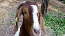 Kenyan Man Snatches Goats from Woman's Home After She 'Ate'  Fare 