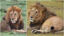 End of an Era: Maasai Mara's Iconic Lion Lolparpit Found Dead 