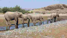 Namibia to Sell 170 'High-Value' Elephants Amid Drought and Rising Population  