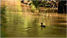 Kenyans Online React After Duck is Spotted Swimming in the Polluted Nairobi River 