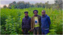 Police Discover Sh27 Million Marijuana Farm in Naivasha, Arrest 14 Suspects