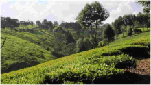 Why Wealthy Kenyans are Fleeing Posh Nairobi Estates for Tigoni and Miotoni 
