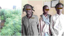 Three Suspects Arrested for Cultivating Bhang Worth Sh15 Million 