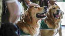 US Centers for Disease Control and Prevention (CDC) Bans Import of Dogs from Kenya 