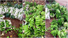 Kenyan Man Destroys Farm Produce Worth Sh200,000 to Stop Wife from Working on Father’s Day 