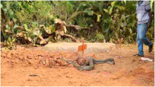 Residents Stunned as ‘Mourning’ Python Slithers into Venom Extractor’s House Before Lying on His Grave 