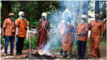  Chinese Contractor Seeks Kikuyu Elders' Help to Uproot a ‘Mugumo’ Tree Hindering Construction of Sh14 Billion Highway 