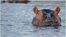 White South African Man Shoots a Black Woman, Claims He Mistook Her for a Hippo 