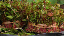 Kenya to Resume Miraa Exports to Somalia After a Two-Year Ban 