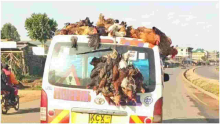 Police Warn Kenyans Against Transporting Chicken on Top of Vehicles 
