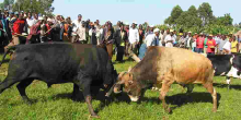 Kenyan Man Killed During a Bullfighting Match 
