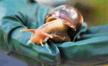 JKUAT Secures Sh128 Million to Make Cough Syrup from Snails