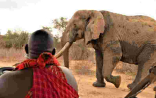 Tembo Naming Festival: Kenyans to Pay Up to Sh500,000 to Have an Elephant Named After Them 